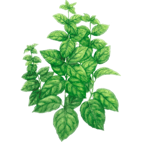 Plante Infusion Basilic Bio Plante Infusion Basilic Bio