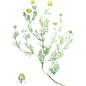 Plante Infusion Camomille matricaire Bio Plante Infusion Camomille matricaire Bio