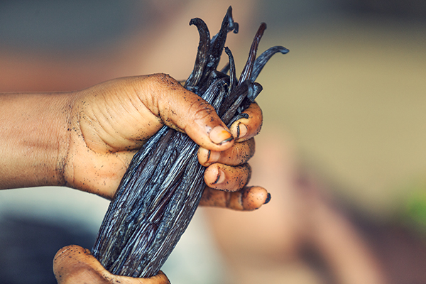 Filiere Vanille Madagascar Arcadie Filiere Vanille Madagascar Arcadie