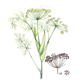 Arcadie fenouil graine bio aquarelle Arcadie fenouil graine bio aquarelle