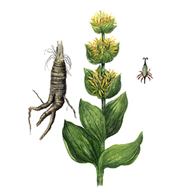 Arcadie gentiane racine bio Arcadie gentiane racine bio