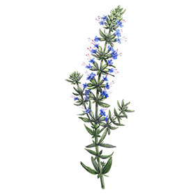 Arcadie hysope feuille bio Arcadie hysope feuille bio