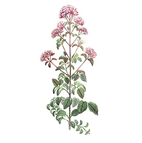 Arcadie origan feuille et fleur bio Arcadie origan feuille et fleur bio
