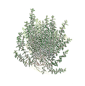 Arcadie thym officinal feuille bio Arcadie thym officinal feuille bio