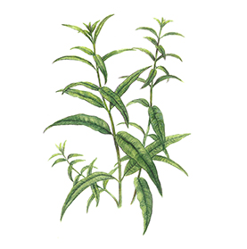 Arcadie verveine odorante feuille bio Arcadie verveine odorante feuille bio