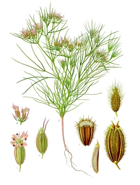 Planche Botanique Cumin Wikipedia Planche Botanique Cumin Wikipedia