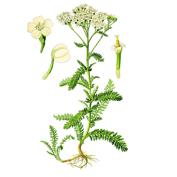 achillée millefeuille