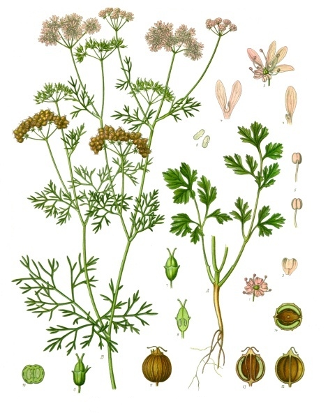planche botanique coriandre planche botanique coriandre