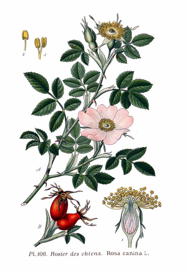 cynorhodon planche botanique cynorrhodon