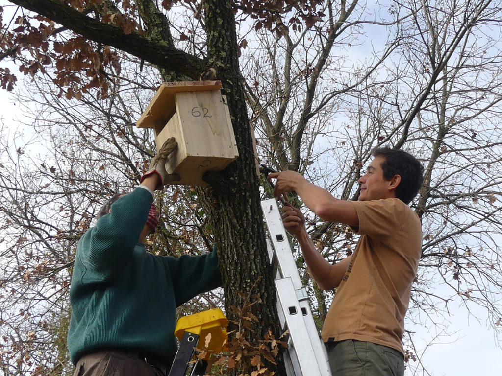 installation d'un nichoir semi-ouvert