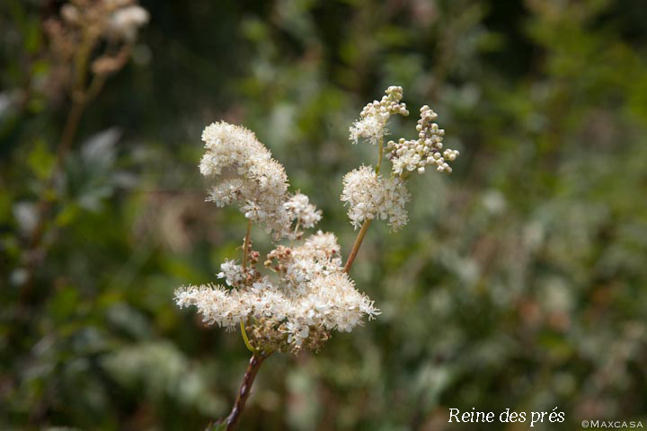 Reine_des_prés_photo_MaxCasa_IMG_0021 Reine_des_prés_photo_MaxCasa_IMG_0021