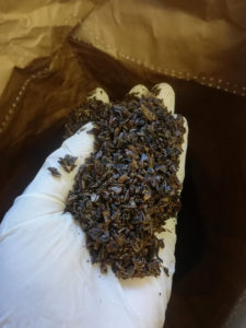 gousses de vanille coupées gousses de vanille coupées