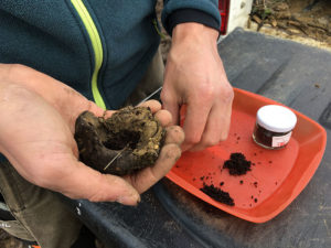préparat biodynamique à partir de bouse de vache préparat biodynamique à partir de bouse de vache