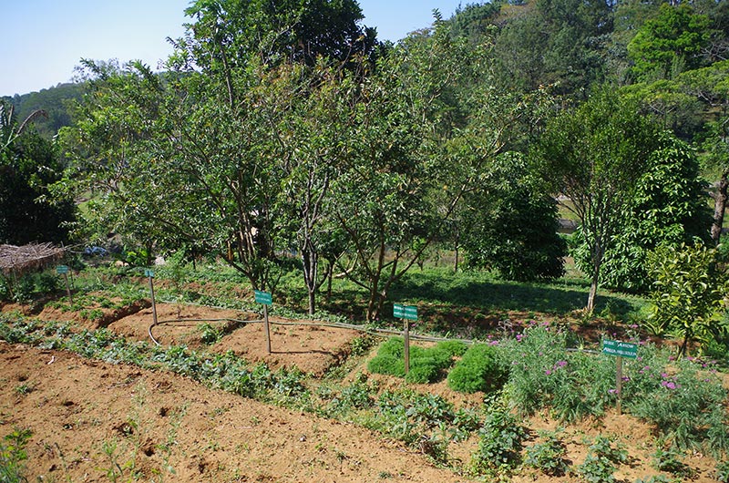 plantes aromatiques et médicinales en biodynamie plantes aromatiques et médicinales en biodynamie