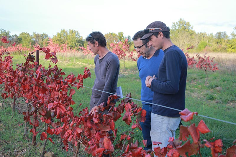 visite de Jean Marot à la ferme d'Arcadie conseiller en biodynamie Stephan, Yoachim et Jean Marot conseiller en biodynamie