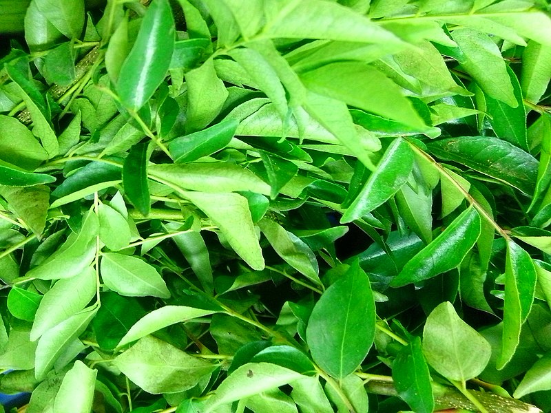 arbre de curry arbre de curry