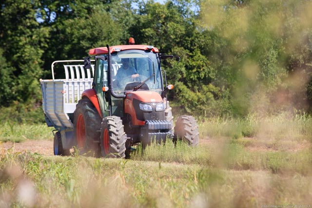 récolte du romarin à la Ferme d'Arcadie