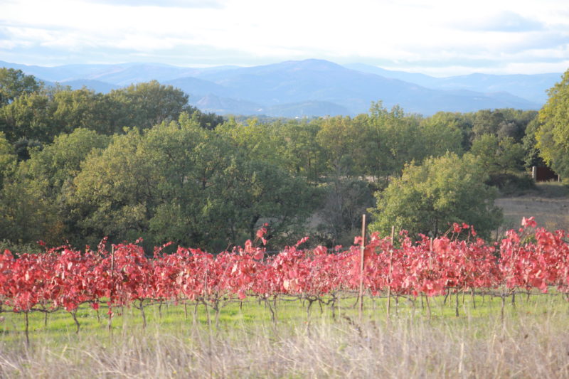 vigne rouge Alicante vigne rouge Alicante