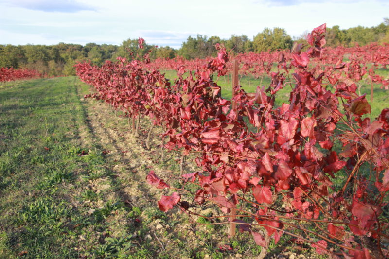 vigne rouge agroforesterie vigne rouge agroforesterie