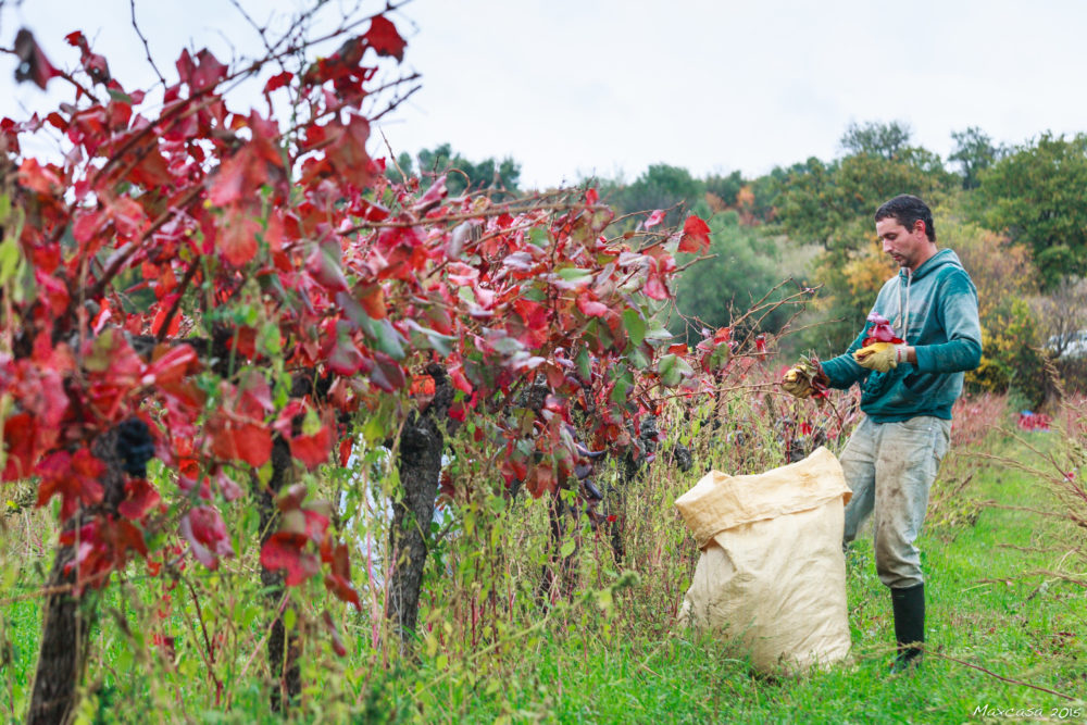 vigne rouge vigne rouge