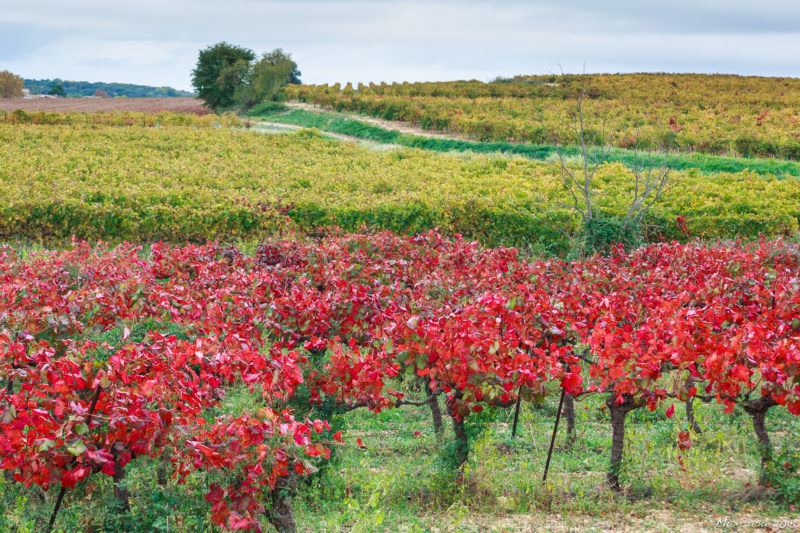 VIGNE ROUGE VIGNE ROUGE