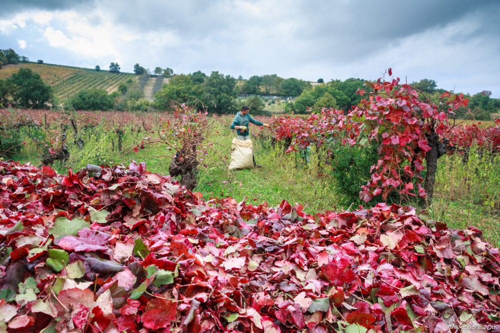 vignerouge-6