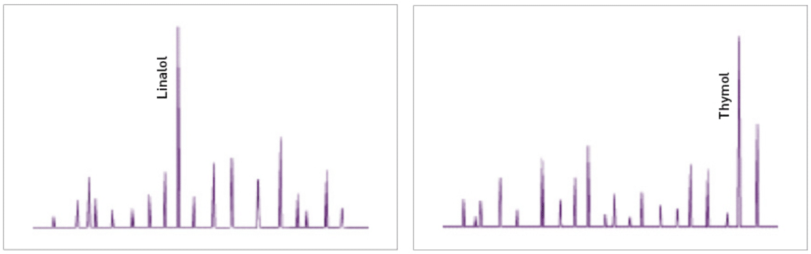 Chromatographie Chemotypes Thym