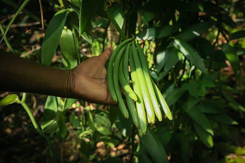 Madagascar_VanilleGoussesFraichesSurPlanteMain_MaximeBeaufey1765