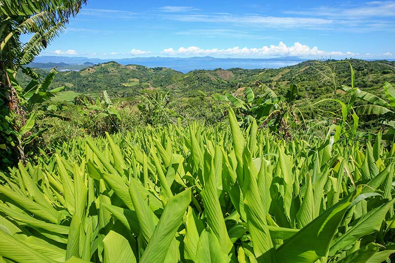 Cultures_associees_Curcuma_Bananier_Madagascar_1716_photo_Maxime_Beaufey Cultures associées Curcuma Bananier Madagascar_1716 photo_Maxime_Beaufey
