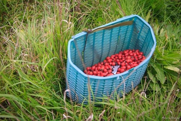 CYNO-21 Dans le panier du cueilleur : une sélection des fruits les plus charnus rencontrés