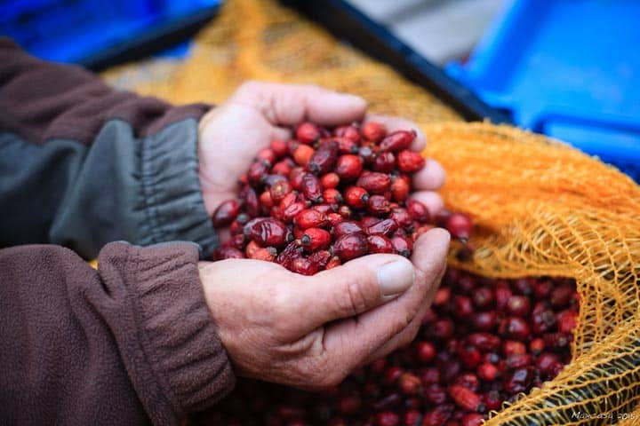 CYNO-24 Les fruits après séchage
