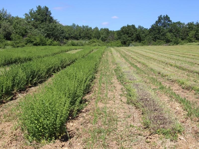 Récolte de l’origan : avant, après Récolte de l’origan : avant, après