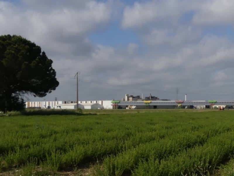1 Une des parcelles d’origan d’Hervé Béchard, producteur de BGM, en mai 2022, avant récolte. En arrière plan, l’usine Perrier, qui a imposé l’agriculture biologique sur tout le bassin versant de la source, pour préserver la qualité de l’eau.