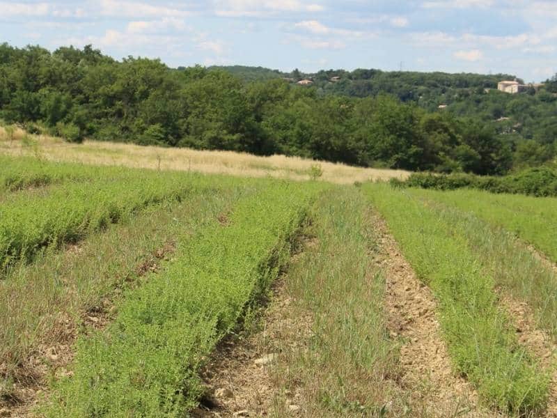 2 Entre les rangs, l’enherbement spontané
