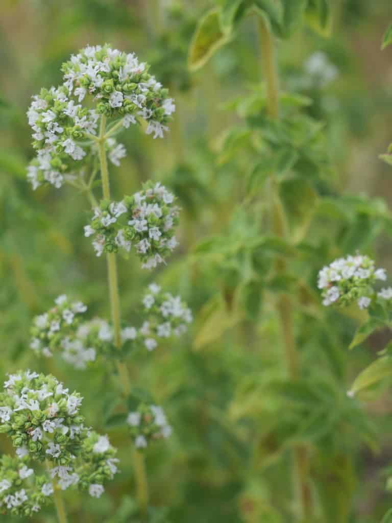 2 fleur origan fleur origan