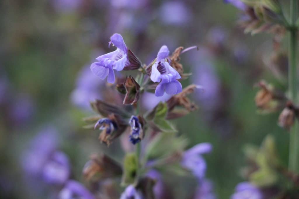 3 fleur de sauge fleur de sauge