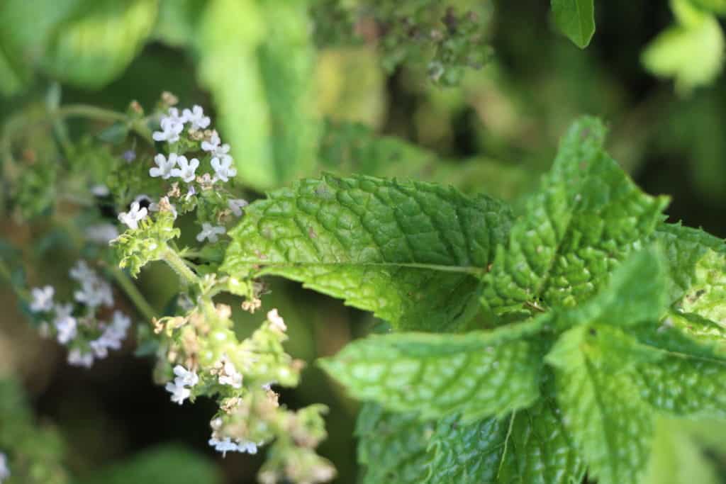 4 fleur de thym et feuille de menthe fleur de thym et feuille de menthe