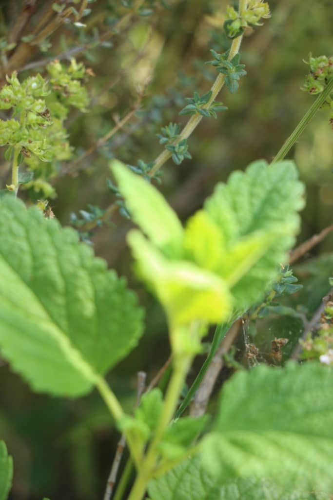 5 feuilles thym et mélisse feuilles thym et mélisse