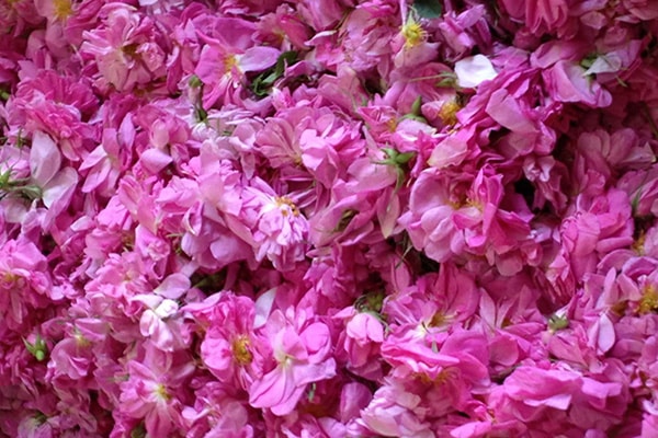 Filiere rose de damas Iran Filiere rose de damas Iran