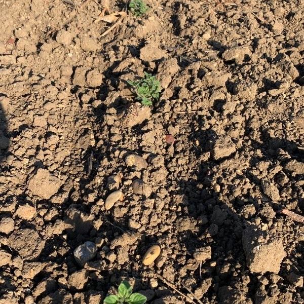 Sans titre (1) Jeunes plants d’origan