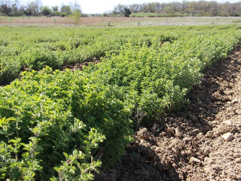 Origan de 3 ans sur les terres d’Arcadie Origan de 3 ans sur les terres d’Arcadie