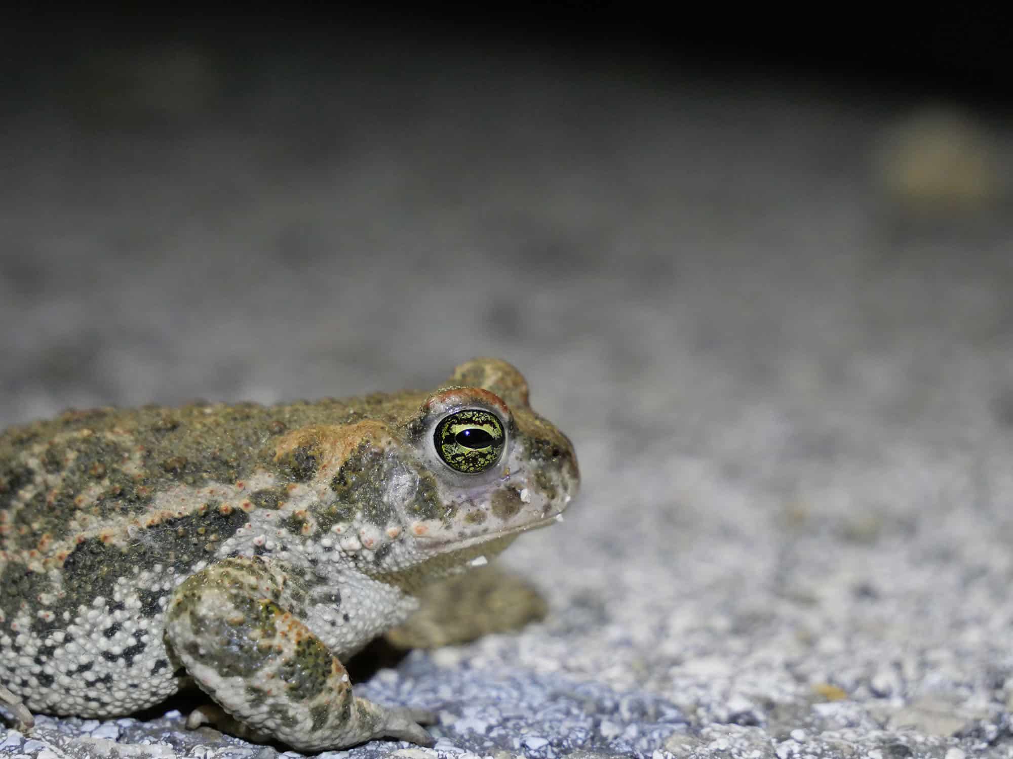 CoGard2 Photos Y. Gruzelle Crapaud