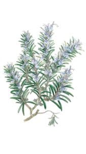 Romarin à l'aquarelle Arcadie Plantes aromatiques et médicinales utilisées pour leurs feuilles : romarin à l'aquarelle Arcadie