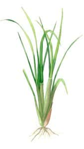 Citronnelle à l'aquarelle Arcadie Plantes aromatiques et médicinales utilisées pour leurs feuilles : citronnelle à l'aquarelle Arcadie