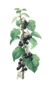 Cassis feuille à l'aquarelle Arcadie Plantes aromatiques et médicinales utilisées pour leurs feuilles : cassis feuille à l'aquarelle Arcadie
