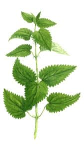 Ortie piquante feuille à l'aquarelle Arcadie Plantes aromatiques et médicinales utilisées pour leurs feuilles : ortie piquante feuille à l'aquarelle Arcadie