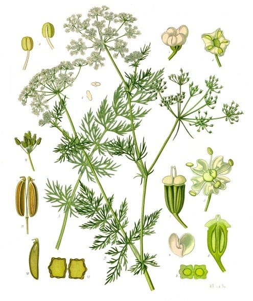 Carum_carvi_-_Köhler–s_Medizinal-Pflanzen-172
