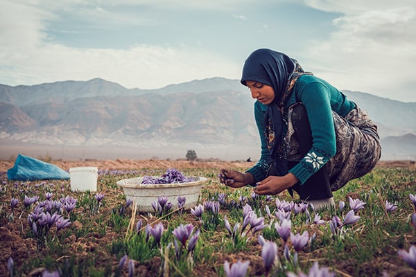 CueilletteDuSafranEnIran84photoSamuelAvril Le safran que nous connaissons comme épice est le stigmate de la fleur, l’organe sur lequel la fleur de crocus (Crocus sativus) va recevoir le pollen et ainsi être fécondée. Photo Samuel Avril
