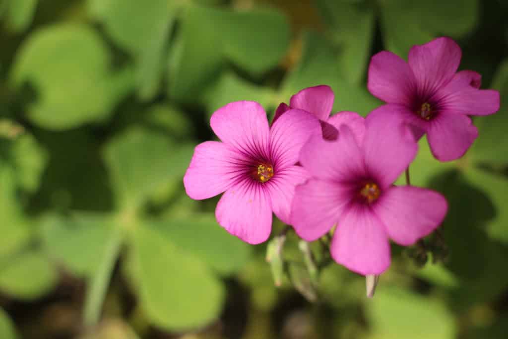 Fleur d'oxalis Photo C Defèche avril 2023 Fleur d’oxalis : au cœur des 5 pétales, les organes sexuels : organes sexuels mâles, avec les 10 étamines (5 groupes de 2) et leur pollen jaune d’or ; organes sexuels femelles, avec le pistil central, comportant 5 styles (les extrémités vertes) soudés à la base. Photo C Defèche avril 2023