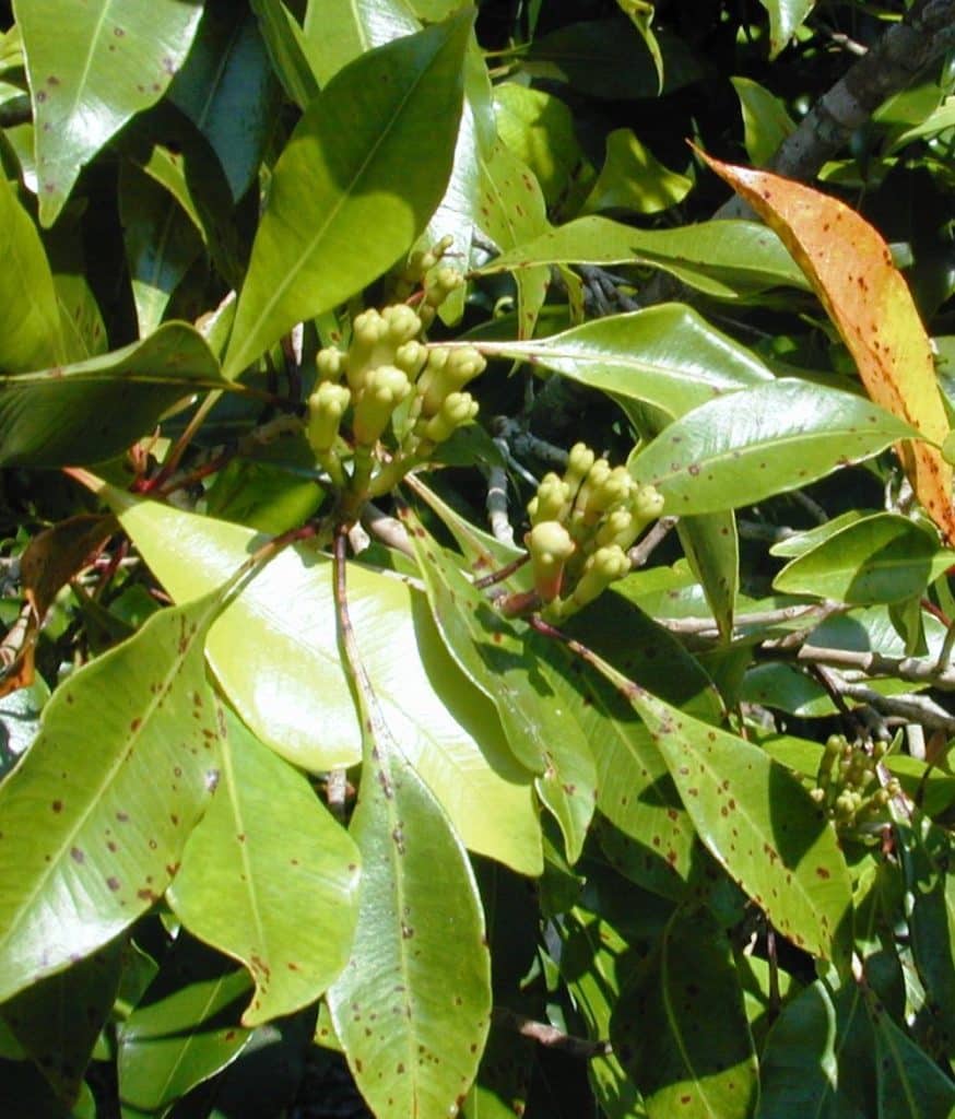GIROFLECLOUSARBRE Chez un de nos producteurs de Madagascar, les clous en formation sur le giroflier, avec corolle (pétales) au centre, en bouton fermé, et calice enveloppant